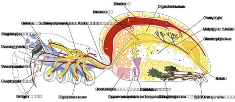 File:Spider internal anatomy-en.svg - Wikipedia