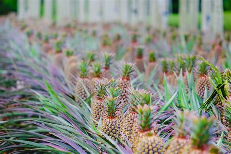 Photograph of a Pineapple Farm · Free Stock Photo