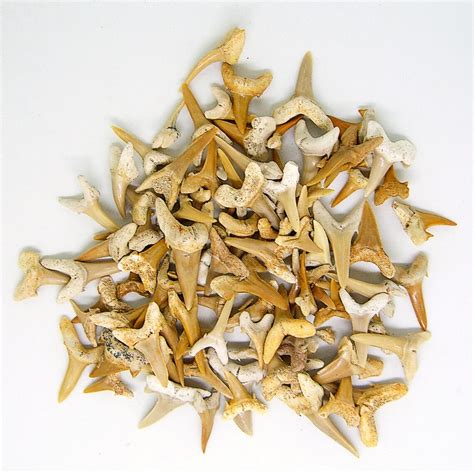 100 Extinct Sand Tiger FOSSIL SHARKS Teeth 1-1/4 Inches to 1/2 - Etsy