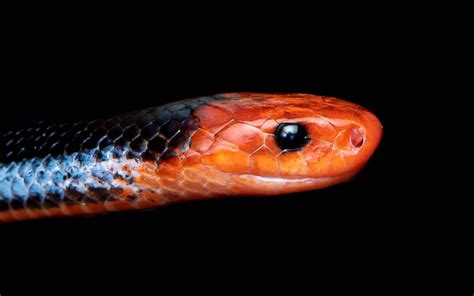 Malayan Blue Coral Snake - Calliophis intestinalis — HongKongSnakeID.com