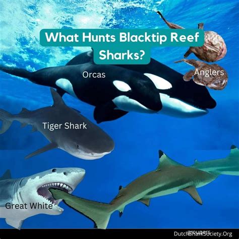 Blacktip Reef Sharks Facts And Info Guide - Dutch Shark Society