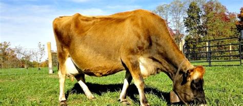 Ketosis in Milk Cows – Be Aware of the Dangers & Warning Signs – Farm ...