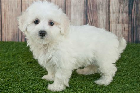 Maltipoo Lifespan And Tips For Increasing The Life Expectancy Of Your Pup