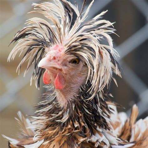 15 Breeds of Chicken with Crazy Hair