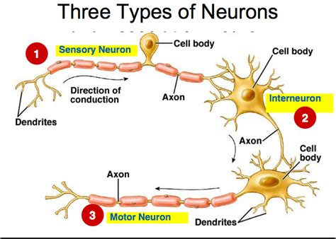 The Structure and Function of Neurons Diagram | Quizlet