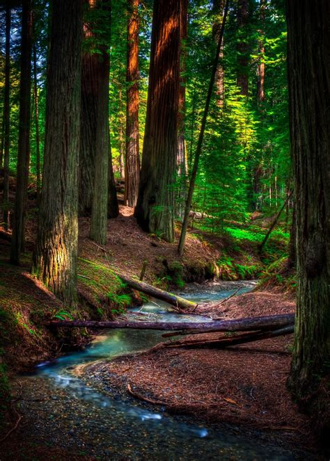 Redwood Creek - ) | Nature photography, Landscape photography ...