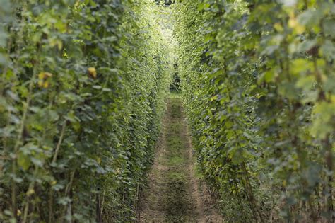 Kent Hop Farm Tour at Hukins Hops - UK Brewery Tours