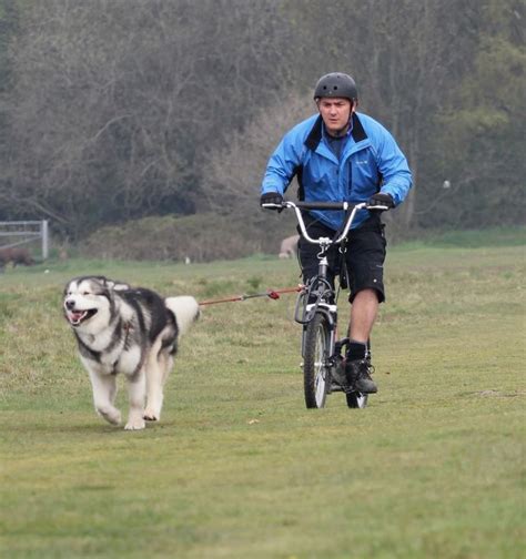 Lee and Blade enjoying their first run out on the #Pawtrekker Dog Scooter http://www ...