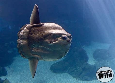 17 Amazing Ocean Sunfish Facts (Mola Mola Guide) | Everywhere Wild