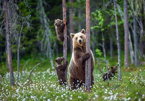 21 Wild Animals in Russia - christineabroad.com