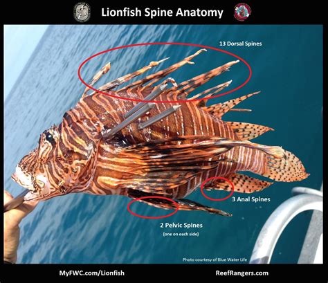 Invasive Species: Lionfish - Florida Sportsman