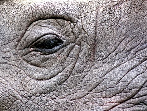 Rhinoceros Rhino Eye - Free photo on Pixabay