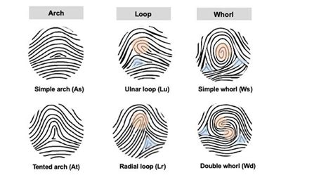 Fingerprint Patterns Influenced by the Same Genes As Limb Development ...