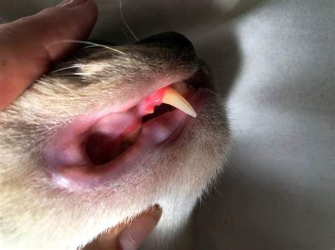 8 Common Dental Problems in Cats - Cat-World