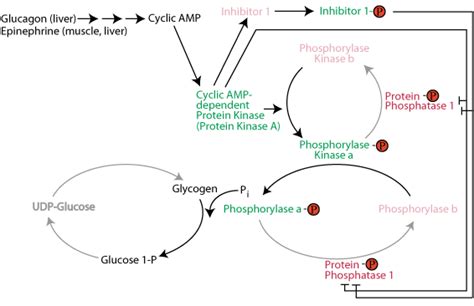 GLYCOGEN SYNTHESIS & DEGRADATION