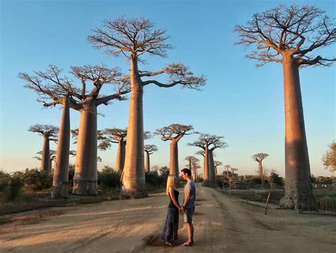 Walking Down The Avenue Of The Baobabs | Madagascar • Life of Y