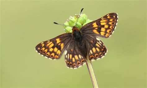 Duke of Burgundy | Butterfly Conservation