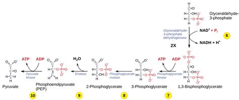 Glycolysis | OpenStax: Biology