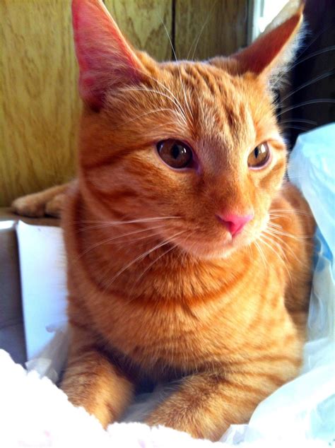 Orange tabby and Siamese mix ... He definitely looks full tabby but has the siamese attitude ...