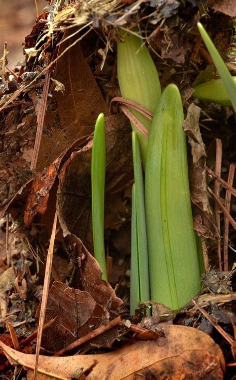 Early Spring Daffodils - al.com