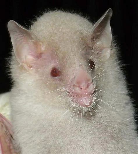 An extremely rare and fascinating find, this is an albino Geoffroy's ...