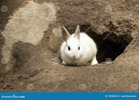 Rabbit By Burrow Royalty-Free Stock Image | CartoonDealer.com #4711852