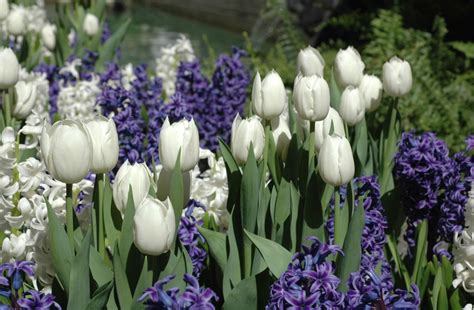 Hình nền : Hoa tulip, trắng, Hoa lục bình, giường hoa, Mùa xuân ...