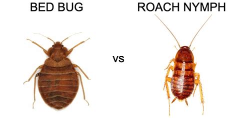 Baby Cockroach Vs Bed Bug