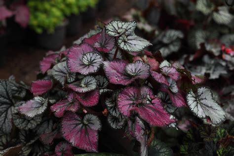 18 Intriguing Begonias Chosen From The Mind-Boggling Array Of Varieties ...