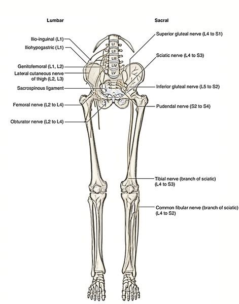 Lower Limb – Earth's Lab