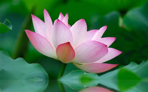 Pink Lotus Flower Wallpaper - WallpaperSafari