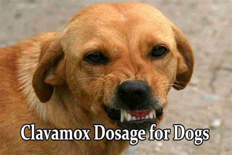 Clavamox DOSAGE By Weight For Dogs - Suggested Dose By Vets