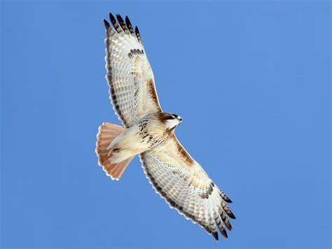 North American Birds of Prey Presentation – Massachusetts Forest Alliance