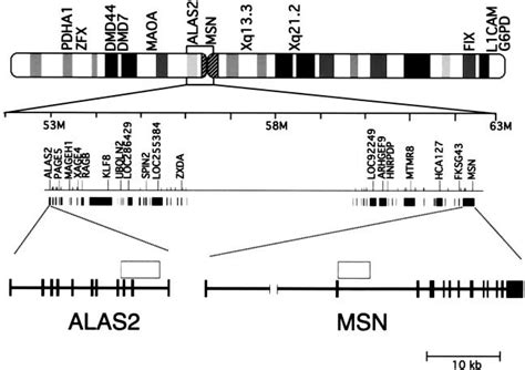 —Map of the human X chromosome . Genes for which published polymorphism ...