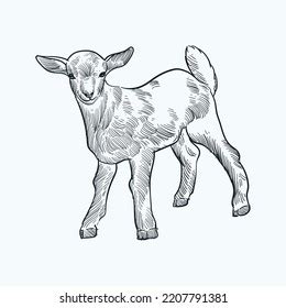 Baby Goat Face Drawing