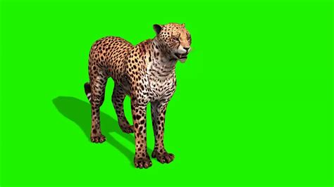 Green Screen Animals Collection 1 | Greenscreen, Animals, Free green ...