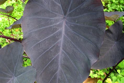 Colocasia Black Magic - Thrive