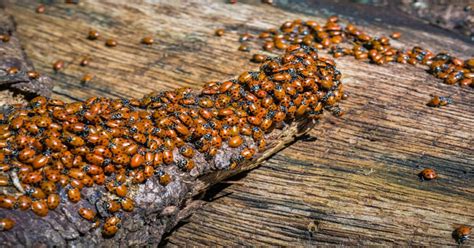 Ladybug Infestation - There's Ladybugs In My House - Learn About Nature