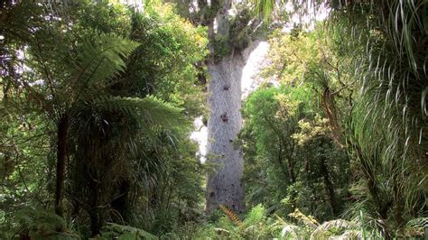 Tāne Mahuta Walk, Waipoua Kauri Forest, Northland, New Zealand - Heroes Of Adventure