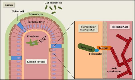 Frontiers | Stuck in the Middle: Fibronectin-Binding Proteins in Gram ...