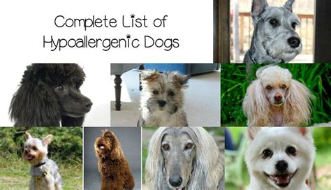 Complete List of Hypoallergenic Dog Breeds