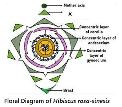 Draw the floral diagram and draw the floral formula of Hibiscus rosasinensis