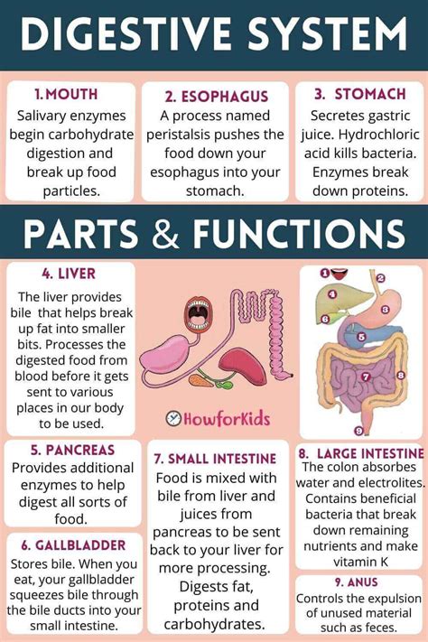 Digestive System: [Parts and Functions] – HowForKids