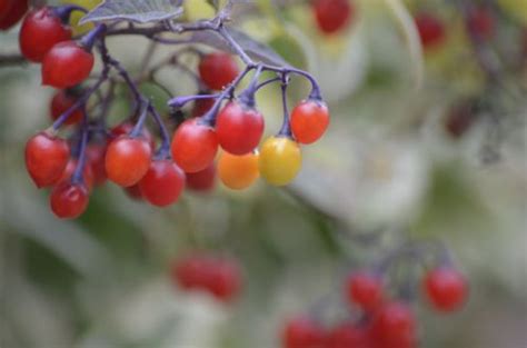 Not So Deadly Nightshade Berries Provide Food for Favoured Few | Natural Crooks Ramblings