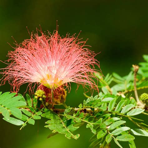 Buy Samanea saman, Rain Tree online at Nursery Nisarga