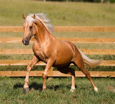 The Pink Fuzzy Slipper Writers: The Fabulous Lusitano Horse