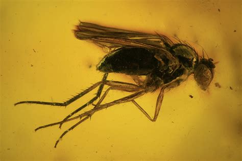 Detailed Fossil Fly (Diptera) In Baltic Amber (#120612) For Sale ...