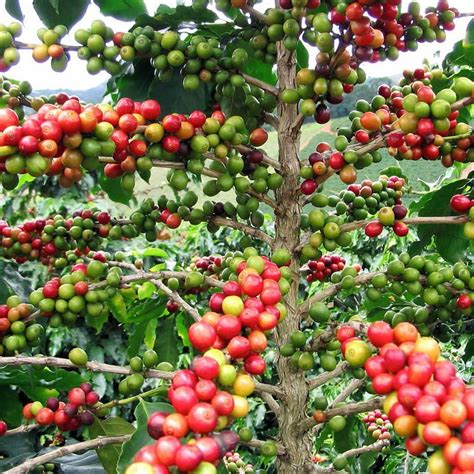 Arabica Coffee Bean Plant 4 Pot Grow Brew Your Own Coffee Beans ...