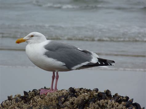 Free photo: Seagull - Animal, Ocean, Ornithology - Free Download - Jooinn