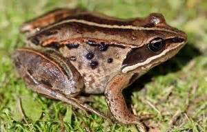 Alaskan Wood Frog Facts, Habitat, Diet, Adaptations, Pictures